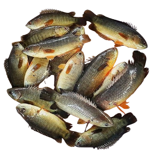 Deshi Koi Fish (1 kg) রেডি টু-কুক