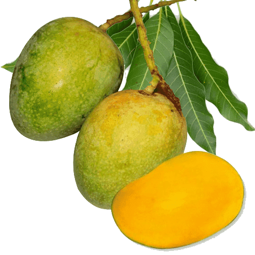 প্রিমিয়াম গোপালভোগ আম সাতক্ষিরা - Premium Gopal Bhog Mango Shatkhira