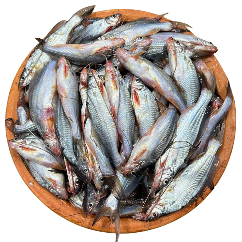 Gulsa Tengra Large(1 kg) রেডি টু-কুক
