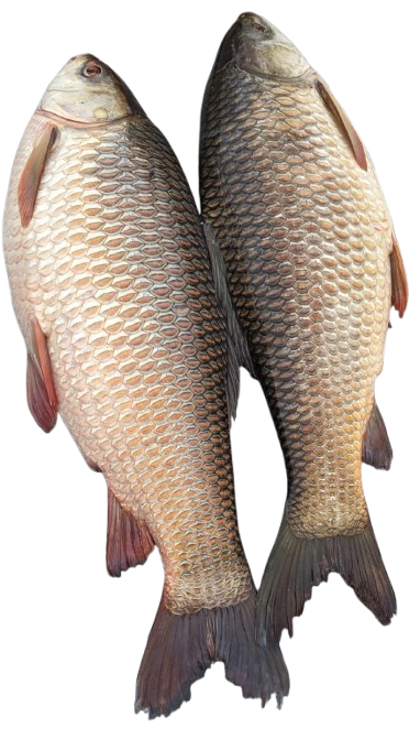 River Rui Fish  (2-4 kg size) রেডি টু -কুক