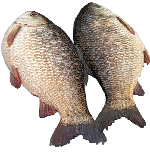 River Rui Fish  (2-4 kg size) রেডি টু -কুক